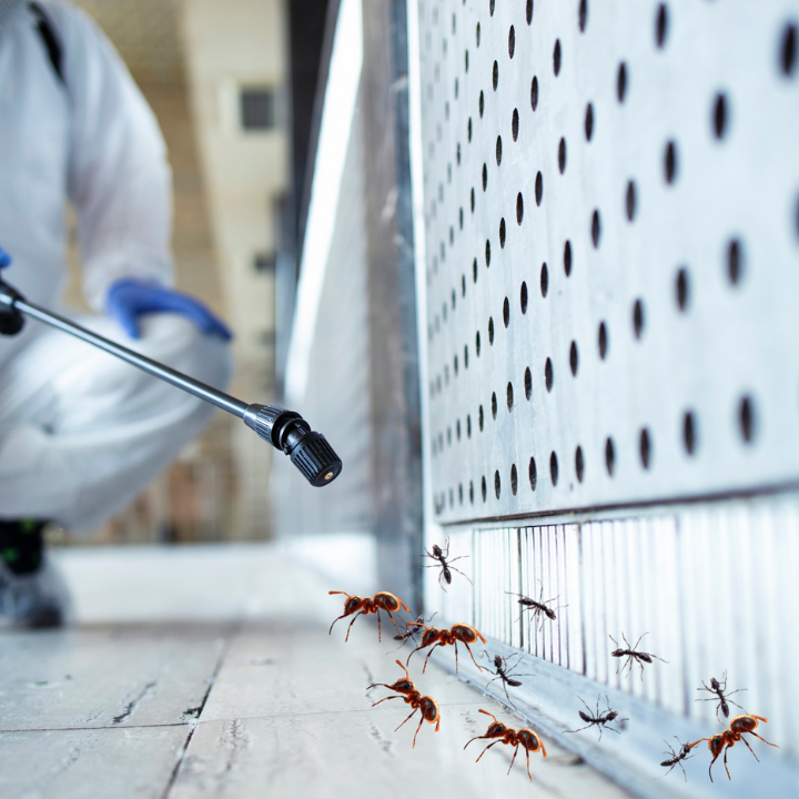 Ant Control